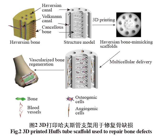 數(shù)字光處理生物3D打印技術(shù)在醫(yī)學上的應用發(fā)展